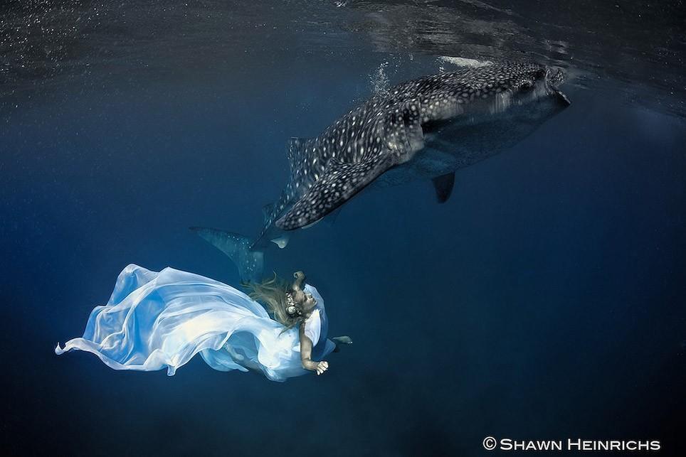Фотография: Эффектная подводная фэшн-съемка с китовой акулой №6 - BigPicture.ru