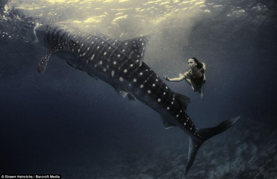 Фотография: Эффектная подводная фэшн-съемка с китовой акулой №7 - BigPicture.ru