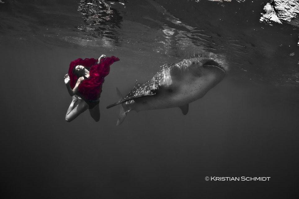Фотография: Эффектная подводная фэшн-съемка с китовой акулой №8 - BigPicture.ru