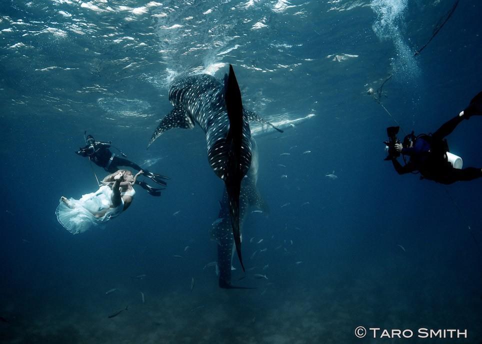 Фотография: Эффектная подводная фэшн-съемка с китовой акулой №10 - BigPicture.ru