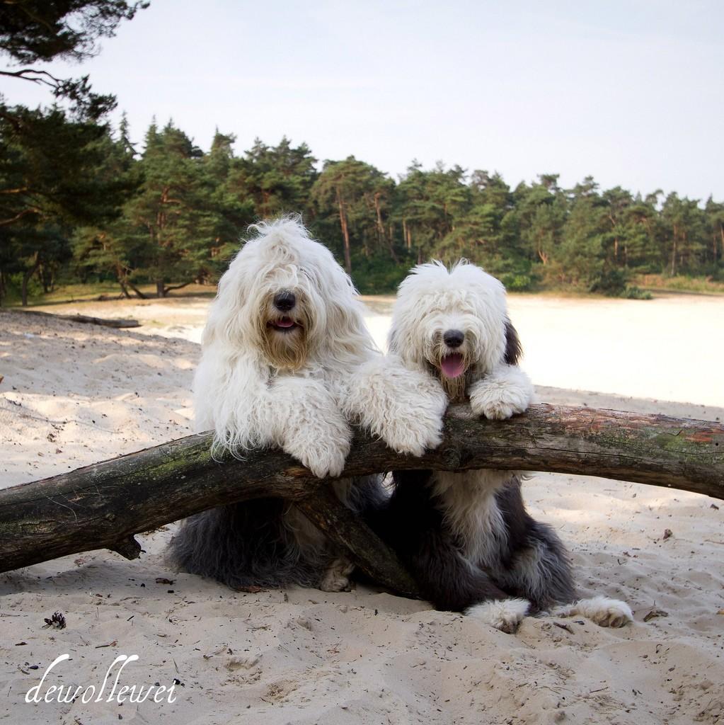 Фотография: Две очаровательные пастушьи собаки из Голландии №10 - BigPicture.ru