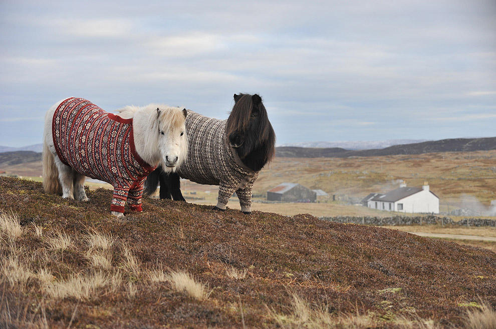 Фотография: Очаровательные шотландские пони в свитерах №3 - BigPicture.ru