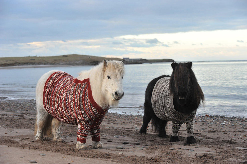 Фотография: Очаровательные шотландские пони в свитерах №4 - BigPicture.ru