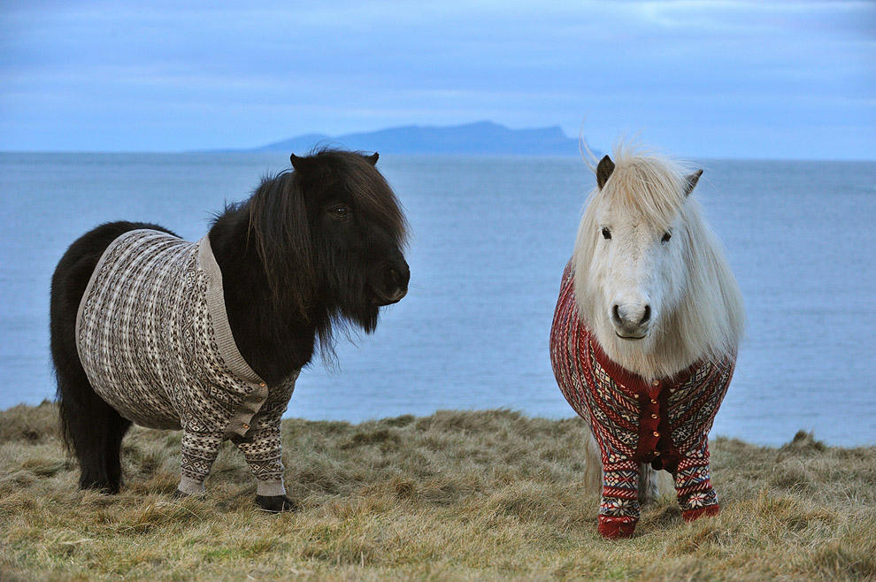 Фотография: Очаровательные шотландские пони в свитерах №5 - BigPicture.ru