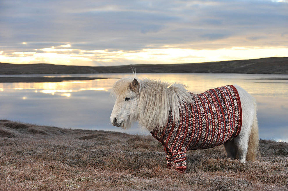 Фотография: Очаровательные шотландские пони в свитерах №6 - BigPicture.ru