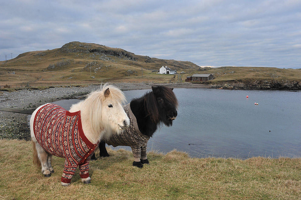 Фотография: Очаровательные шотландские пони в свитерах №7 - BigPicture.ru