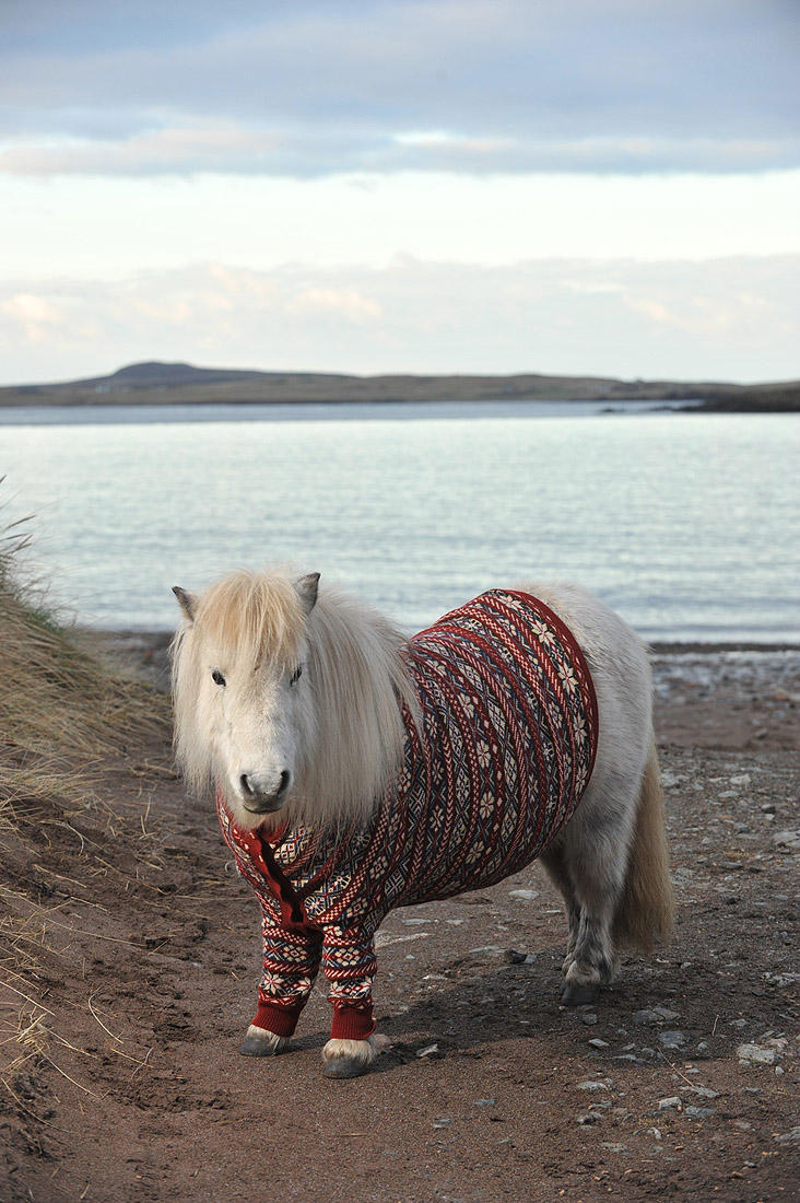 Фотография: Очаровательные шотландские пони в свитерах №8 - BigPicture.ru