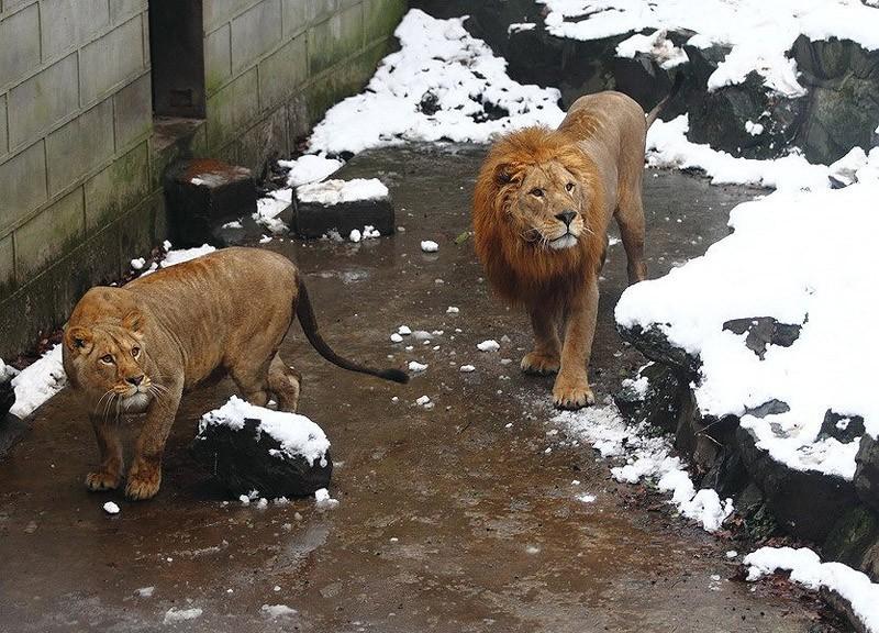 Фотография: Посетители китайского зоопарка забросали львов снежками №4 - BigPicture.ru
