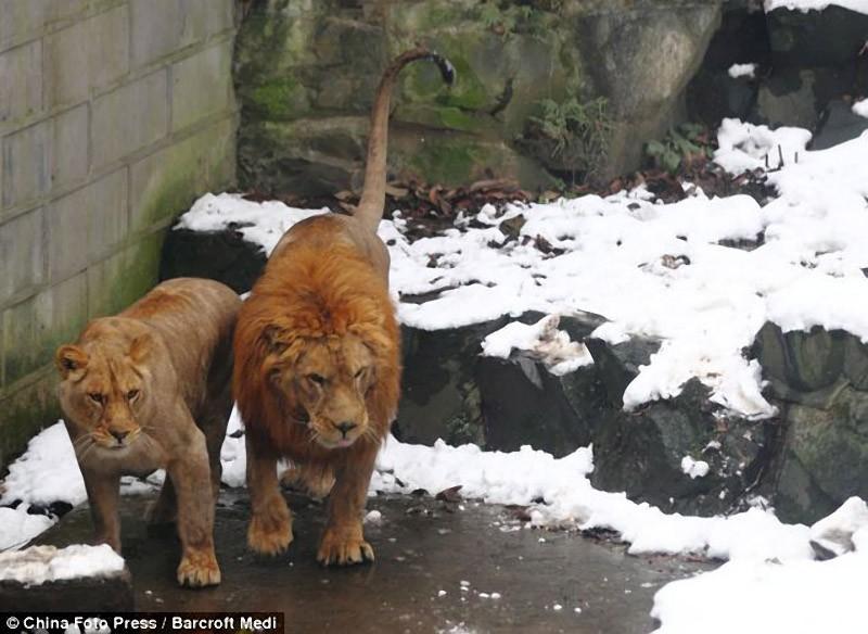 Фотография: Посетители китайского зоопарка забросали львов снежками №5 - BigPicture.ru