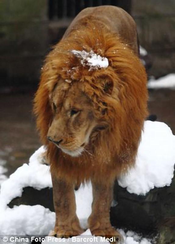 Фотография: Посетители китайского зоопарка забросали львов снежками №7 - BigPicture.ru