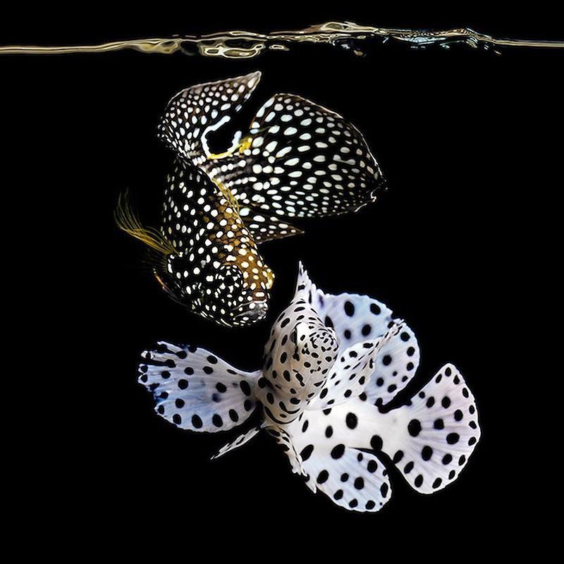 Фотография: Неоновые портреты экзотических морских обитателей №13 - BigPicture.ru