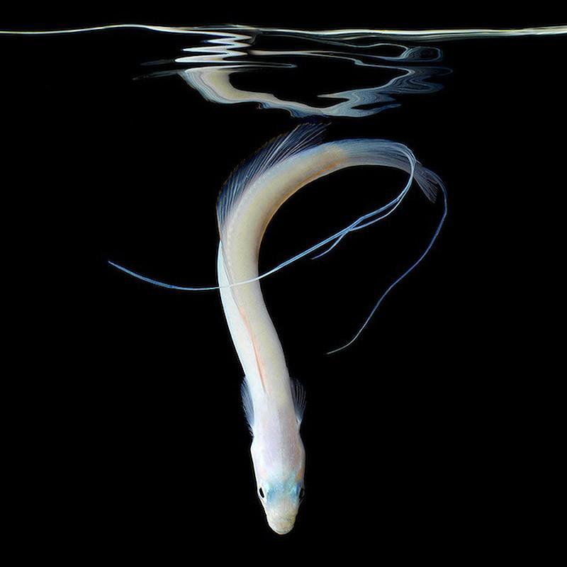 Фотография: Неоновые портреты экзотических морских обитателей №16 - BigPicture.ru