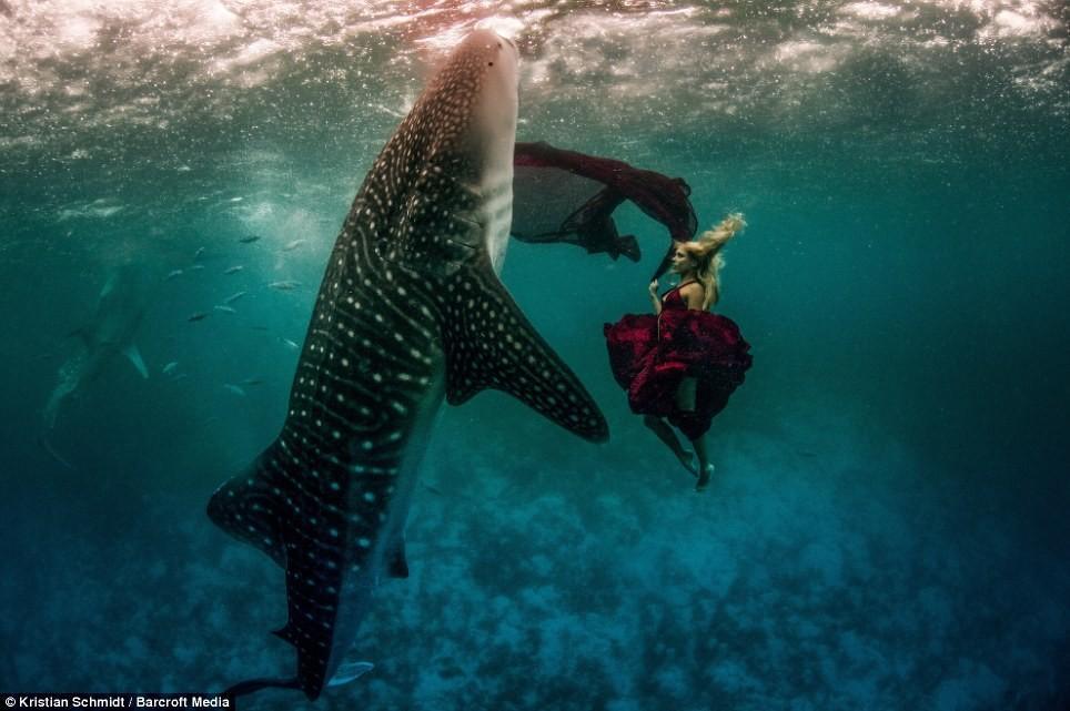 Фотография: Подводная фотосессия с китовыми акулами №2 - BigPicture.ru