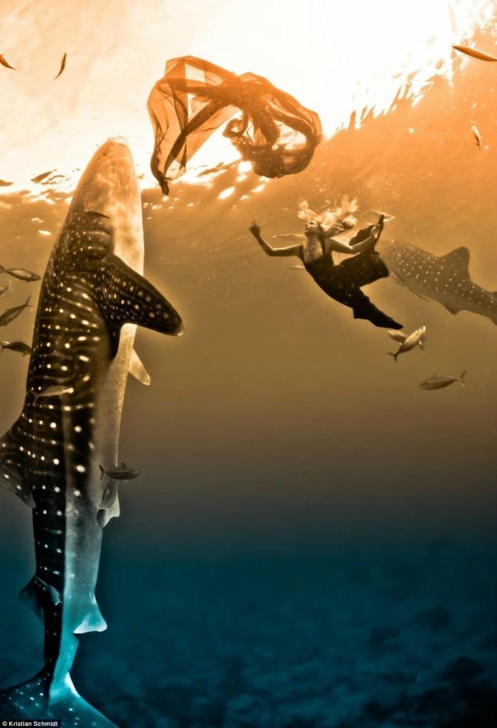 Фотография: Подводная фотосессия с китовыми акулами №3 - BigPicture.ru