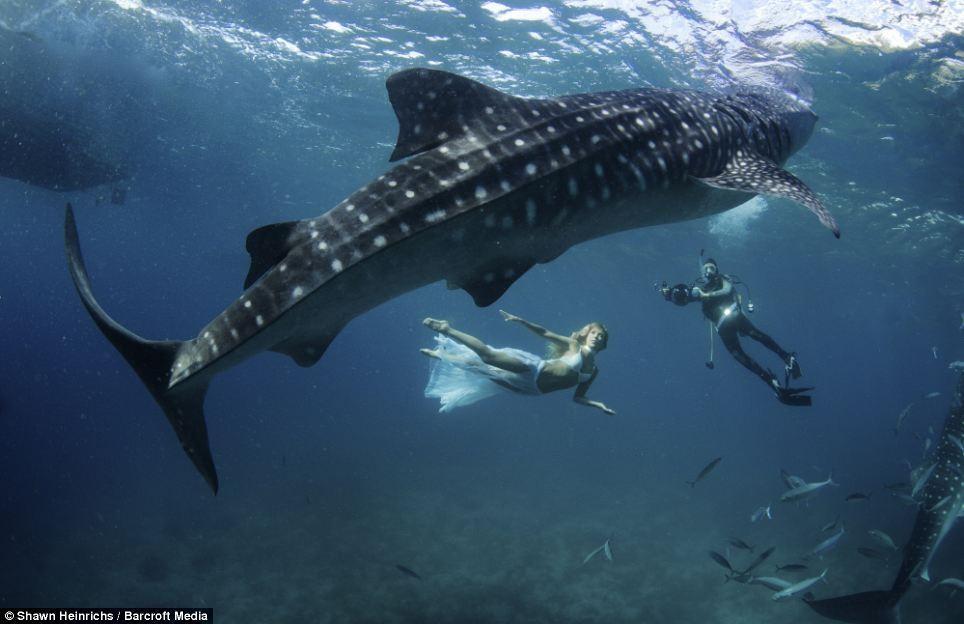 Фотография: Подводная фотосессия с китовыми акулами №7 - BigPicture.ru