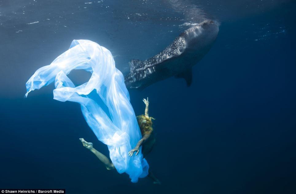 Фотография: Подводная фотосессия с китовыми акулами №9 - BigPicture.ru