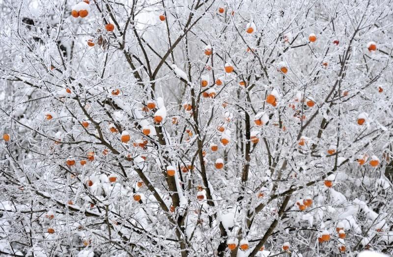 Красота зимы » BigPicture.ru