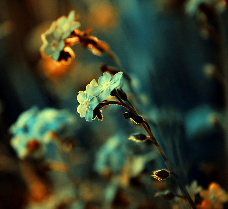 Фотография: Цветы от польской фотохудожницы Барбары Флорчик №30 - BigPicture.ru