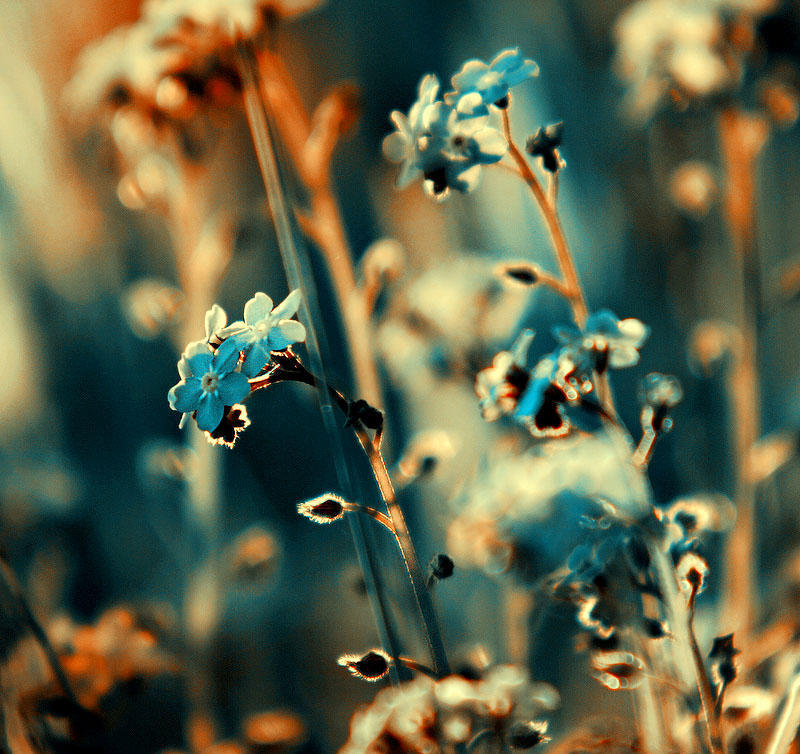 Фотография: Цветы от польской фотохудожницы Барбары Флорчик №19 - BigPicture.ru