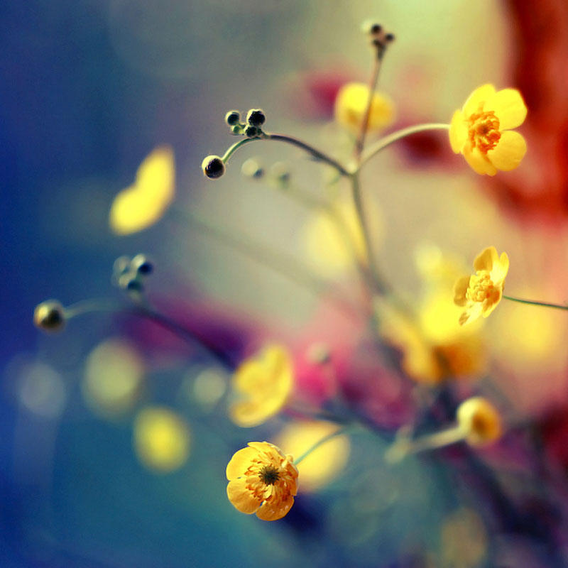 Фотография: Цветы от польской фотохудожницы Барбары Флорчик №18 - BigPicture.ru