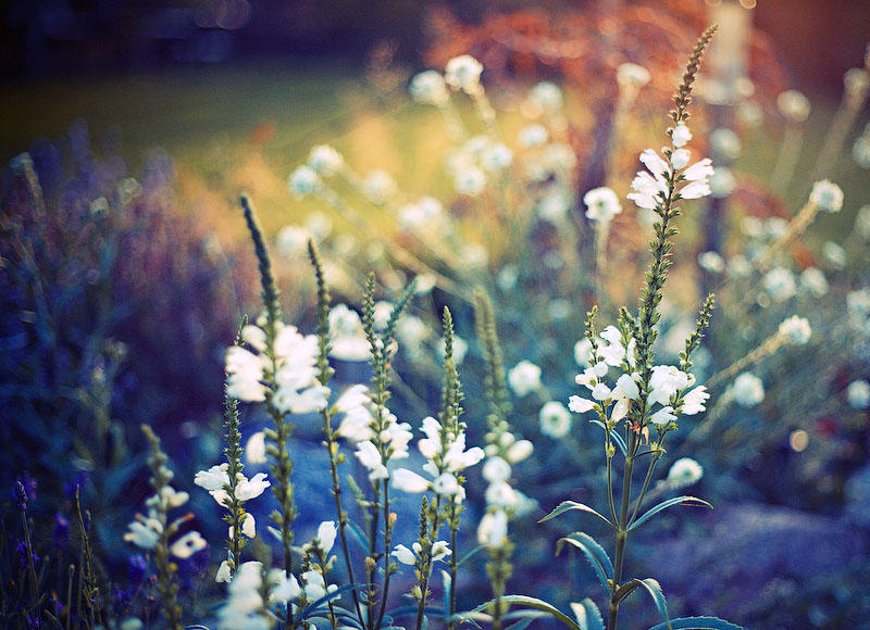 Фотография: Цветы от польской фотохудожницы Барбары Флорчик №7 - BigPicture.ru
