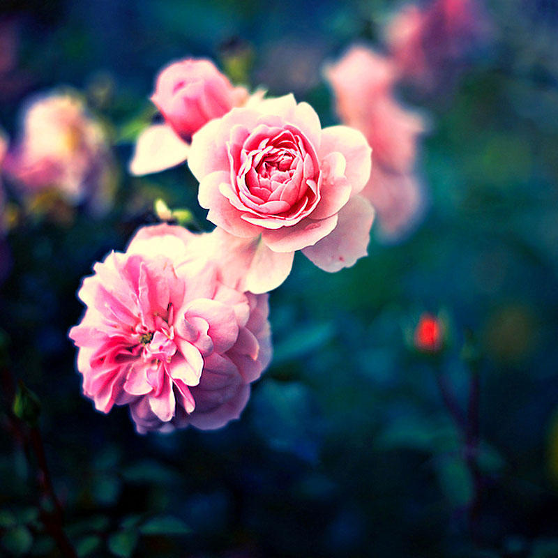 Фотография: Цветы от польской фотохудожницы Барбары Флорчик №4 - BigPicture.ru
