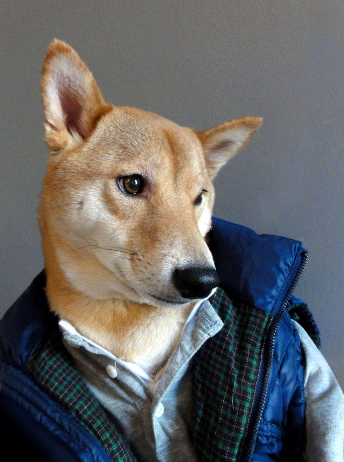 Фотография: Собака-примеряка: стильный пес из Нью-Йорка №2 - BigPicture.ru