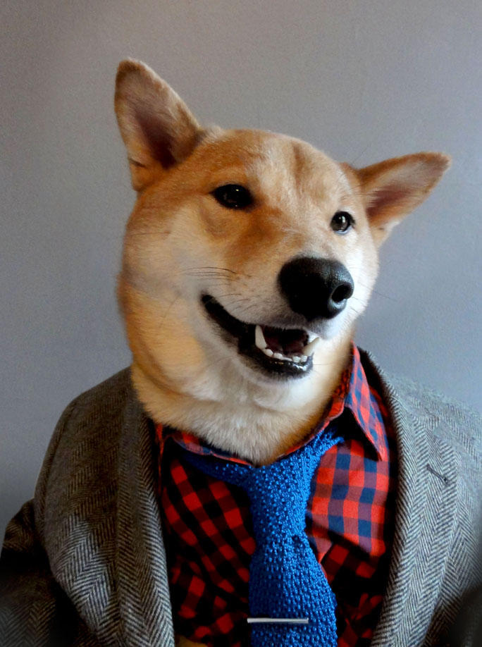 Фотография: Собака-примеряка: стильный пес из Нью-Йорка №3 - BigPicture.ru