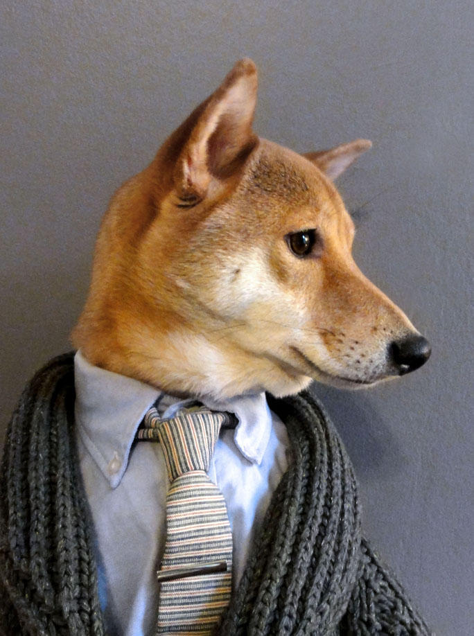 Фотография: Собака-примеряка: стильный пес из Нью-Йорка №4 - BigPicture.ru