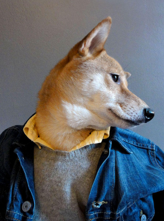 Фотография: Собака-примеряка: стильный пес из Нью-Йорка №5 - BigPicture.ru