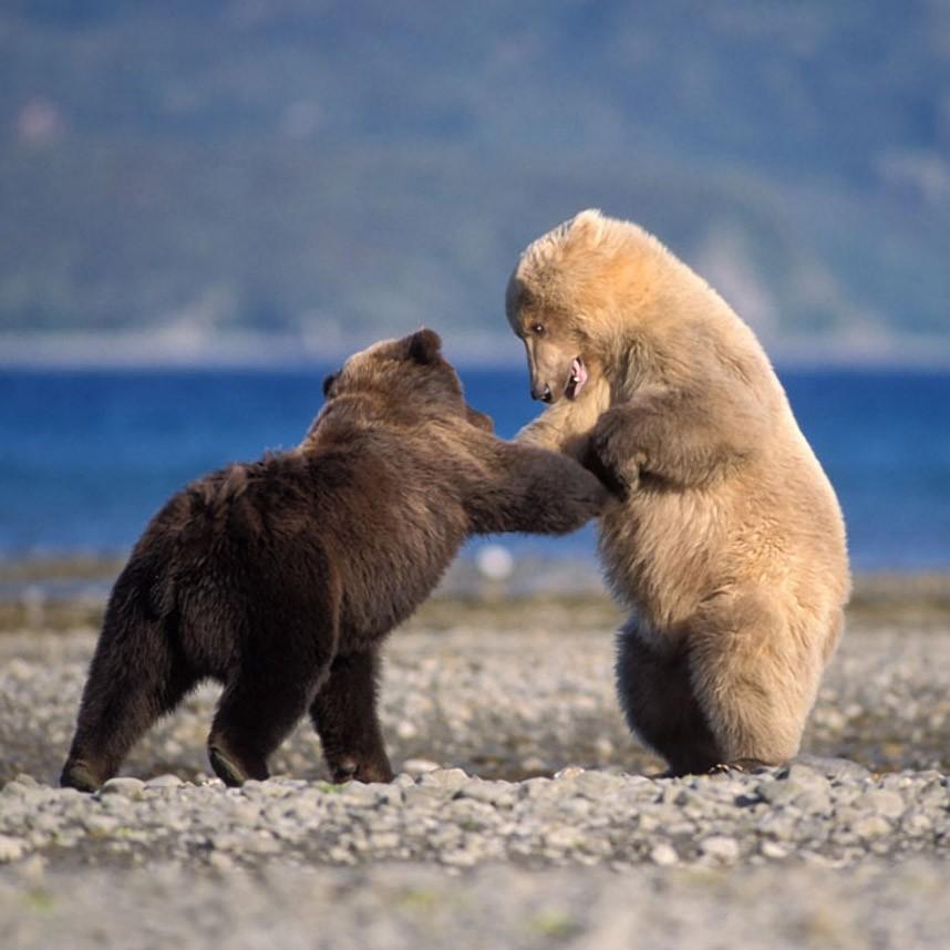 Фотография: Медвежья страна №2 - BigPicture.ru