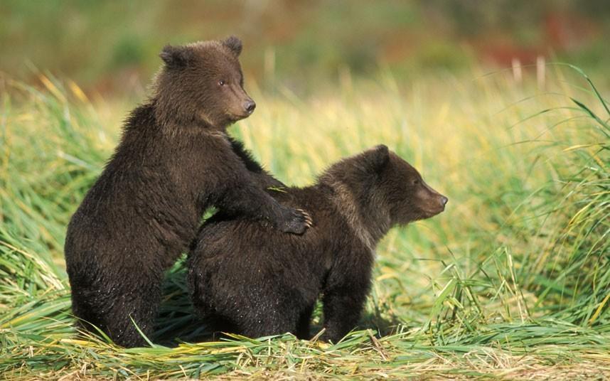 Фотография: Медвежья страна №8 - BigPicture.ru