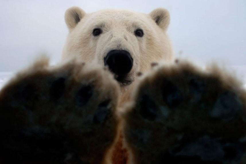 Фотография: Медвежья страна №12 - BigPicture.ru