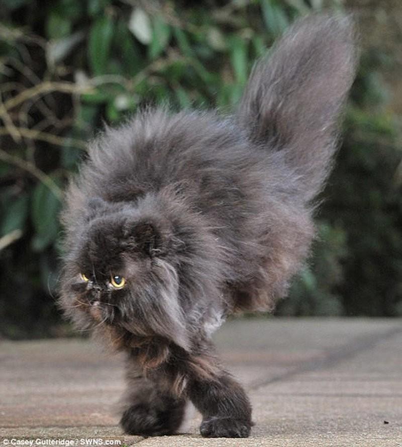 Фотография: Двуногий персидский кот №2 - BigPicture.ru