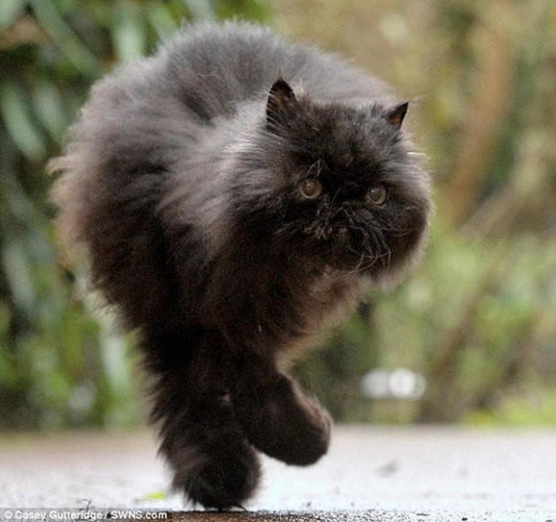 Фотография: Двуногий персидский кот №3 - BigPicture.ru