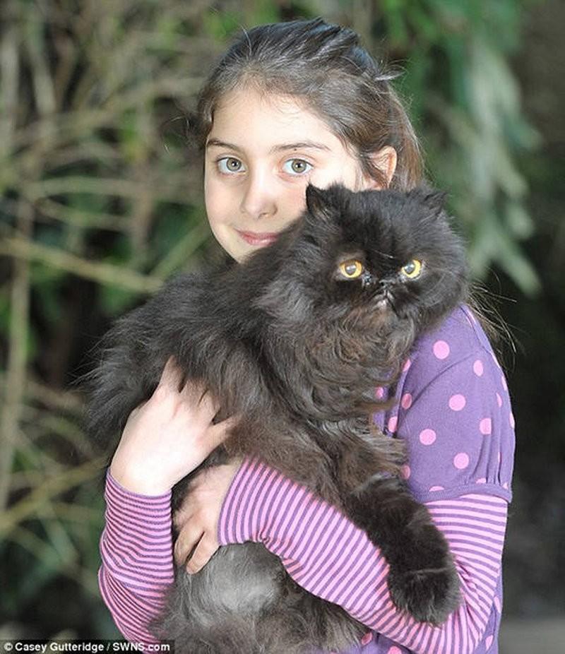 Фотография: Двуногий персидский кот №4 - BigPicture.ru