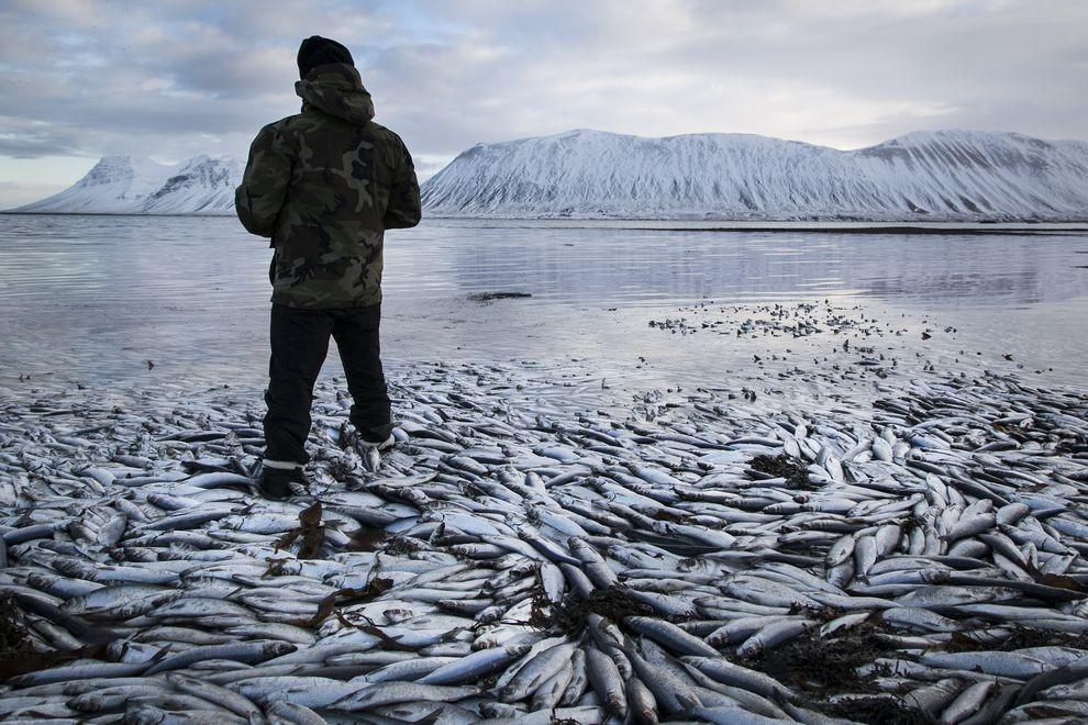 Фотография: Рыбный апокалипсис в Исландии – погибло 30.000 тонн сельди №2 - BigPicture.ru