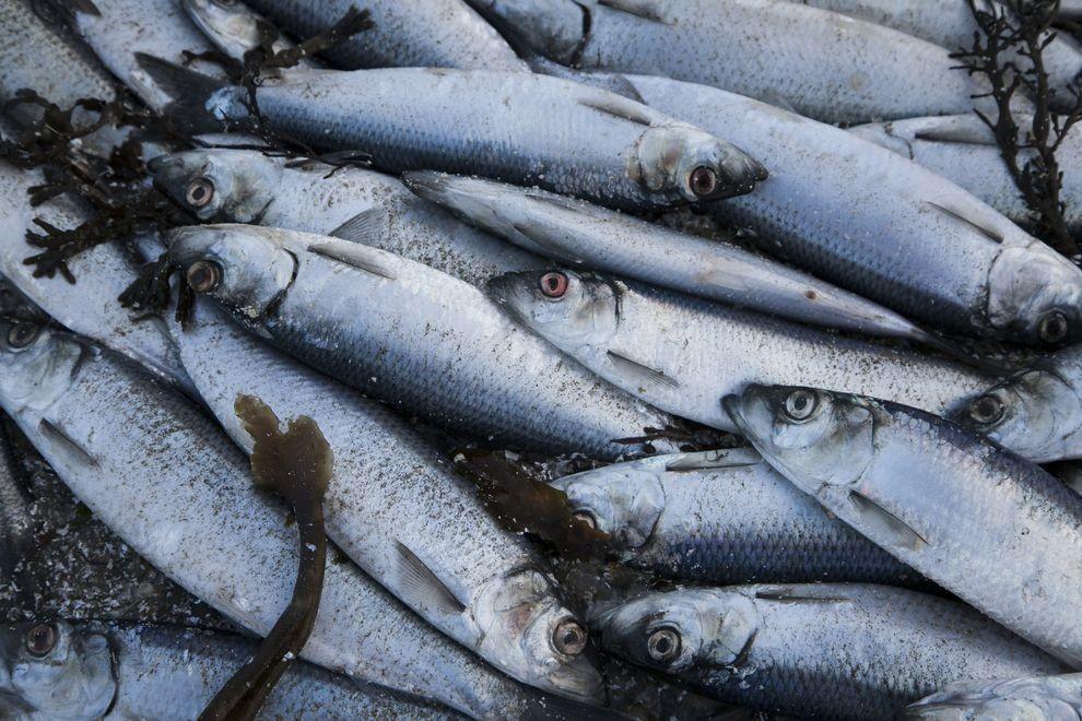 Фотография: Рыбный апокалипсис в Исландии – погибло 30.000 тонн сельди №3 - BigPicture.ru
