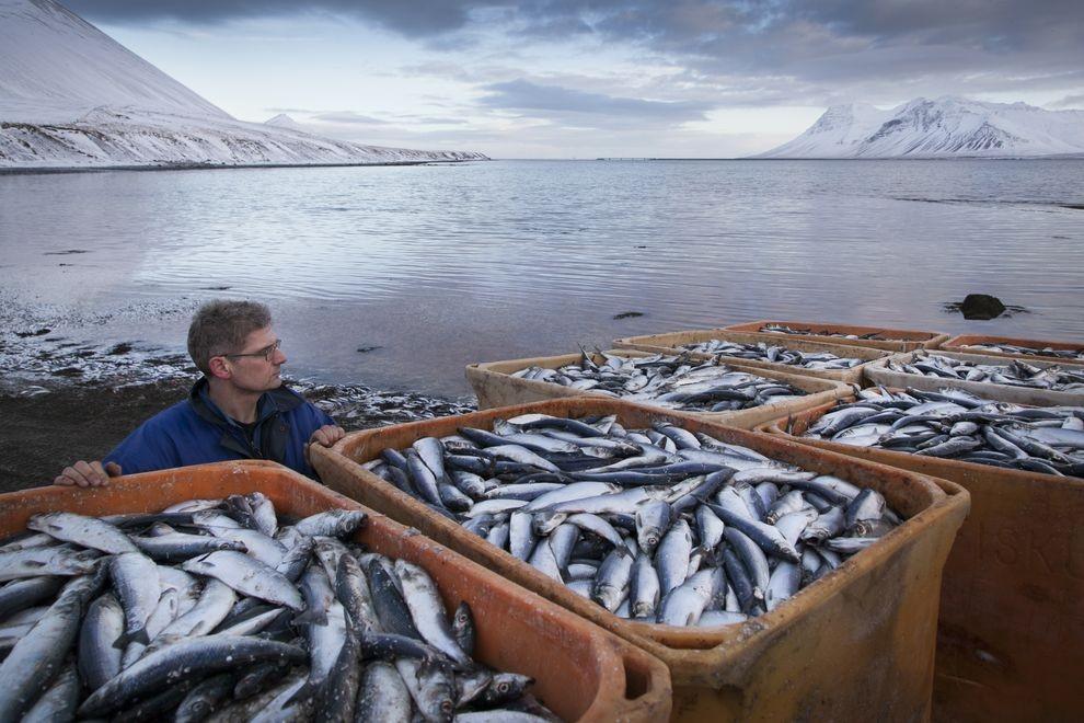 Фотография: Рыбный апокалипсис в Исландии – погибло 30.000 тонн сельди №4 - BigPicture.ru