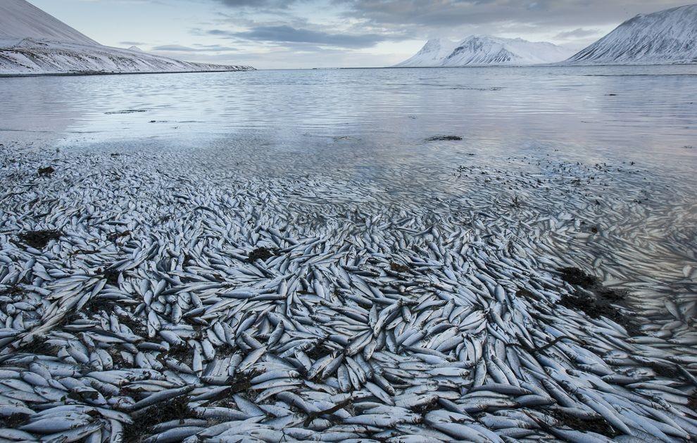 Фотография: Рыбный апокалипсис в Исландии – погибло 30.000 тонн сельди №5 - BigPicture.ru