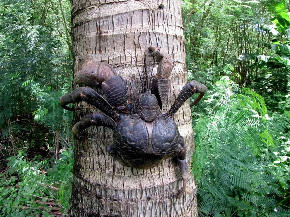 Фотография: Самый крупный представитель членистоногих: кокосовый краб или пальмовый вор №3 - BigPicture.ru