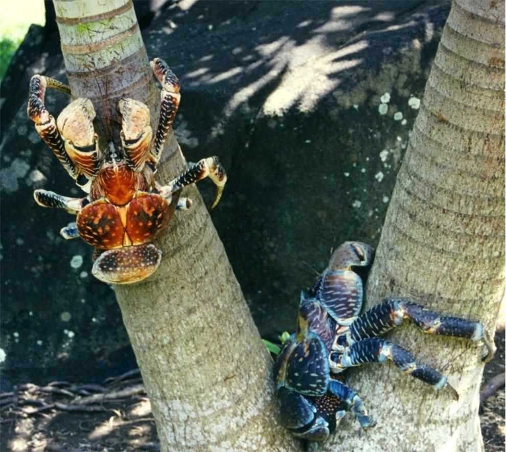 Самый крупный представитель членистоногих — кокосовый краб или пальмовый вор