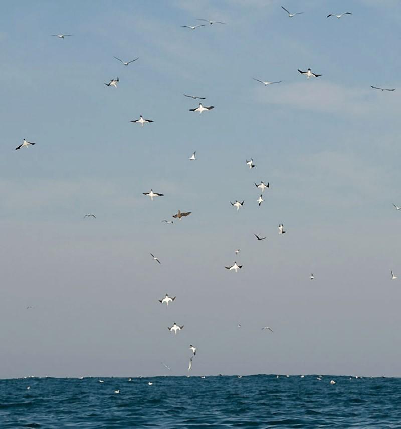 Фотография: Как ныряющие птицы ловят рыбу №2 - BigPicture.ru