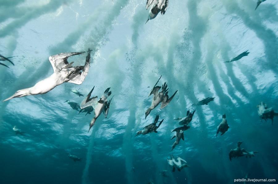 Фотография: Как ныряющие птицы ловят рыбу №3 - BigPicture.ru