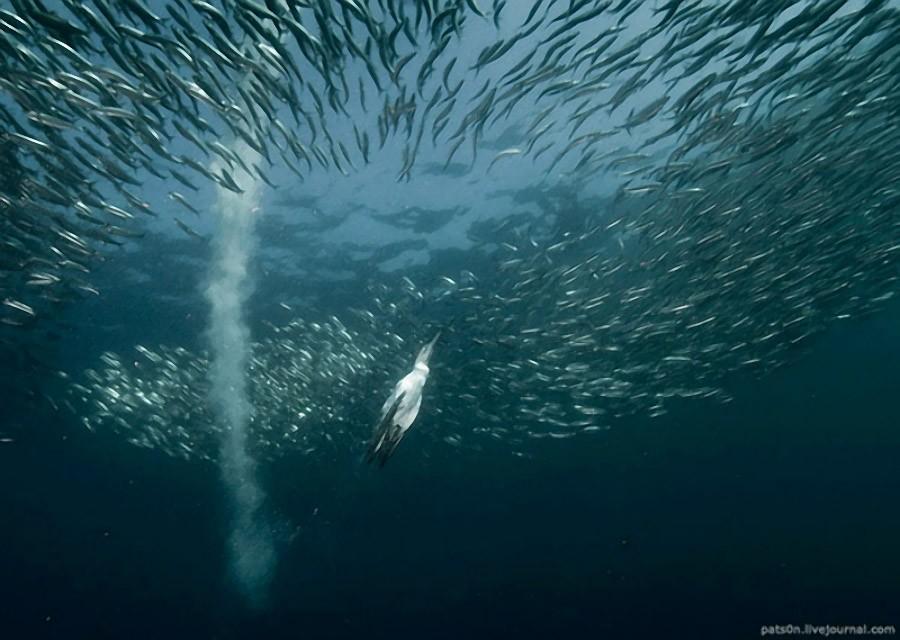 Фотография: Как ныряющие птицы ловят рыбу №4 - BigPicture.ru