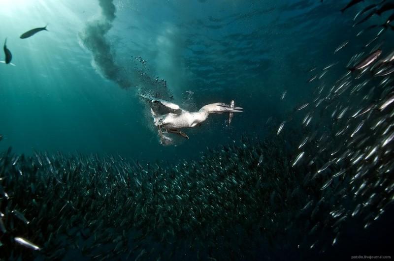 Фотография: Как ныряющие птицы ловят рыбу №1 - BigPicture.ru