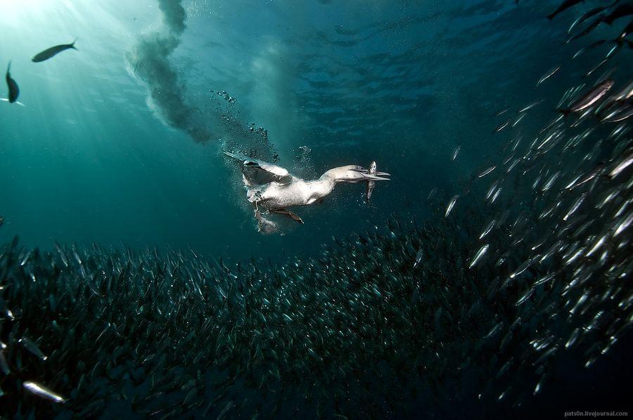 Фотография: Как ныряющие птицы ловят рыбу №5 - BigPicture.ru
