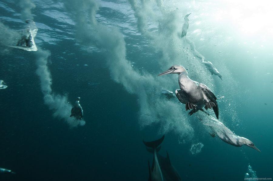 Фотография: Как ныряющие птицы ловят рыбу №8 - BigPicture.ru
