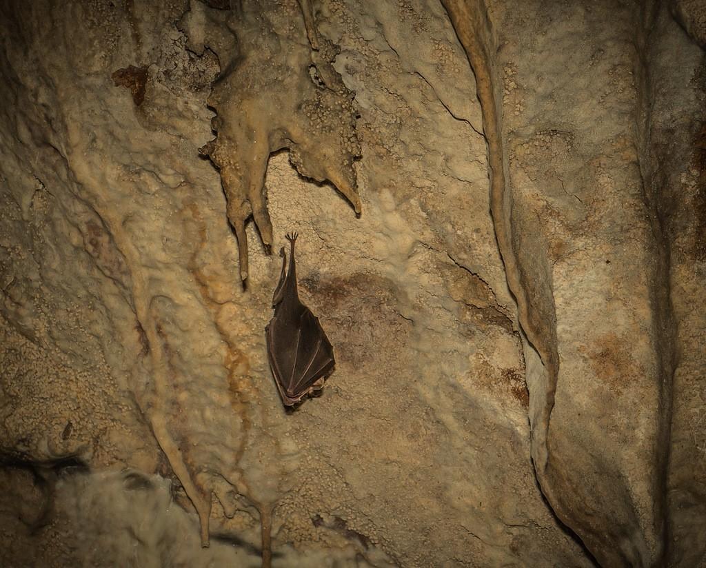 Фотография: Болгария: Пещера Съева дупка №35 - BigPicture.ru