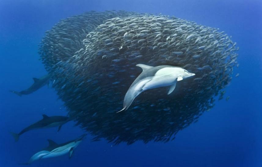 Фотография: Дельфины и акулы охотятся на стаю скумбрии около Азорских островов №4 - BigPicture.ru